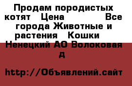 Продам породистых котят › Цена ­ 15 000 - Все города Животные и растения » Кошки   . Ненецкий АО,Волоковая д.